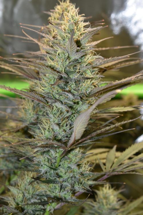 Amnesia Cookies Automatic. Week 11