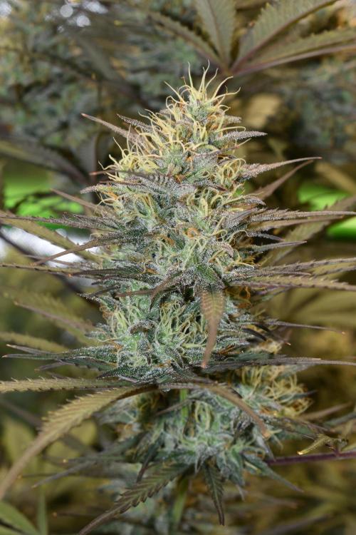 Amnesia Cookies Automatic. Week 11