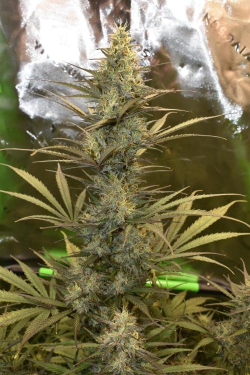 Amnesia Cookies Automatic. Week 11