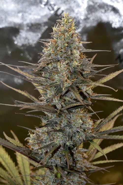 Amnesia Cookies Automatic. Week 12