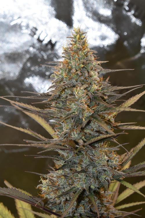 Amnesia Cookies Automatic. Week 12