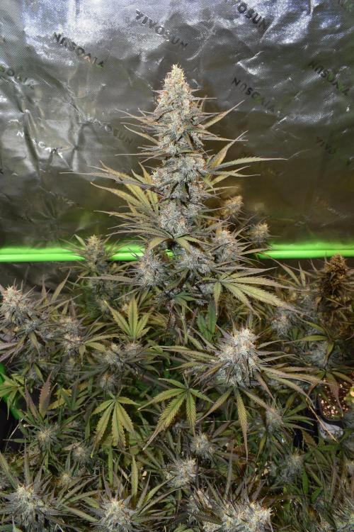Amnesia Cookies Automatic. Week 12