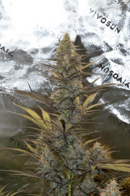 Amnesia Cookies Automatic. Week 12