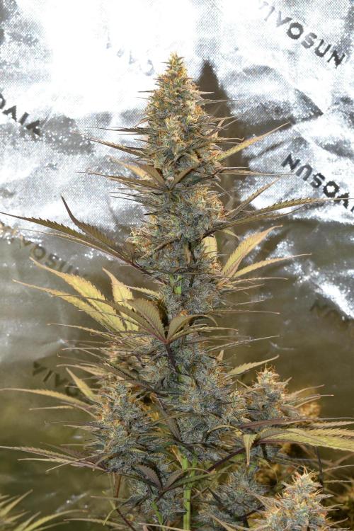 Amnesia Cookies Automatic. Week 12
