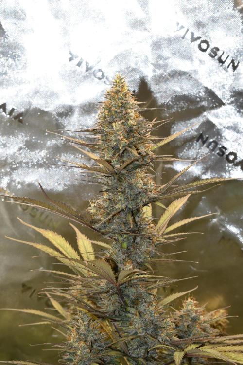 Amnesia Cookies Automatic. Week 12