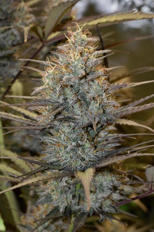 Amnesia Cookies Automatic. Week 12