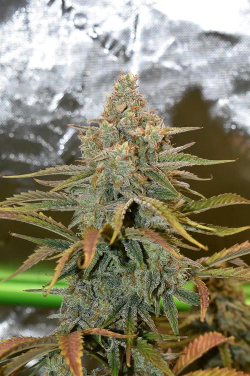 Grape Ape F1 Automatic. Week 10