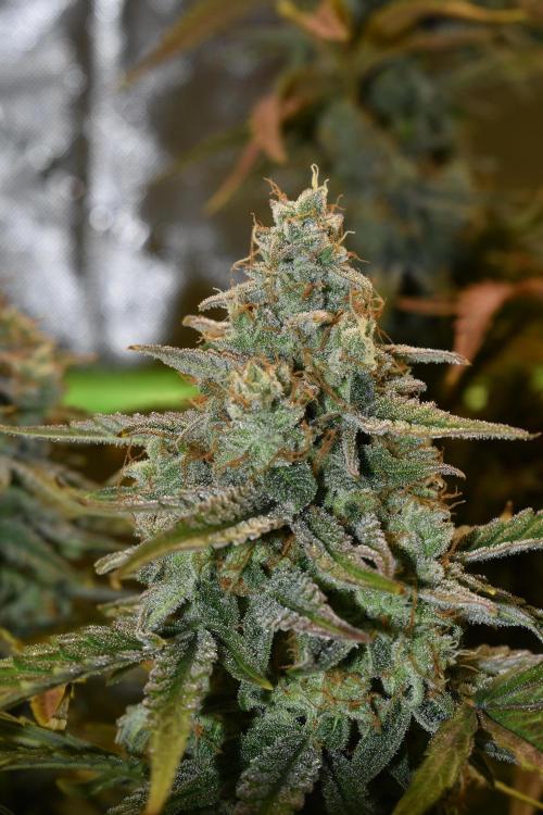 Grape Ape F1 Automatic. Week 10