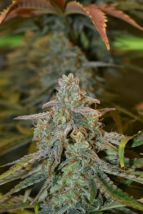 Grape Ape F1 Automatic. Week 10