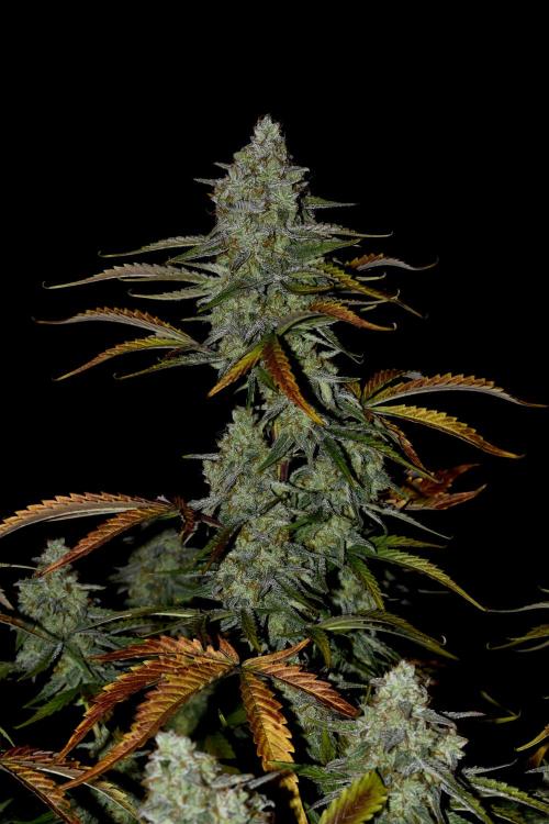Grape Ape F1 Automatic. Week 10