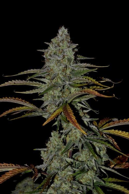 Grape Ape F1 Automatic. Week 10