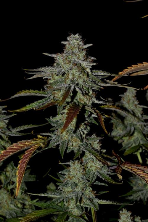 Grape Ape F1 Automatic. Week 10