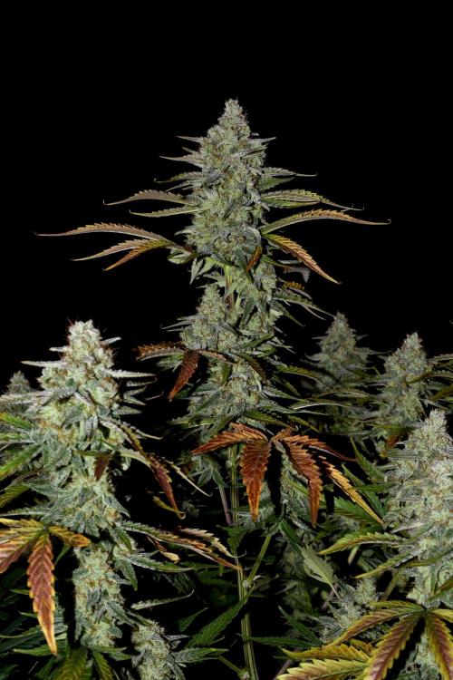 Grape Ape F1 Automatic. Week 10