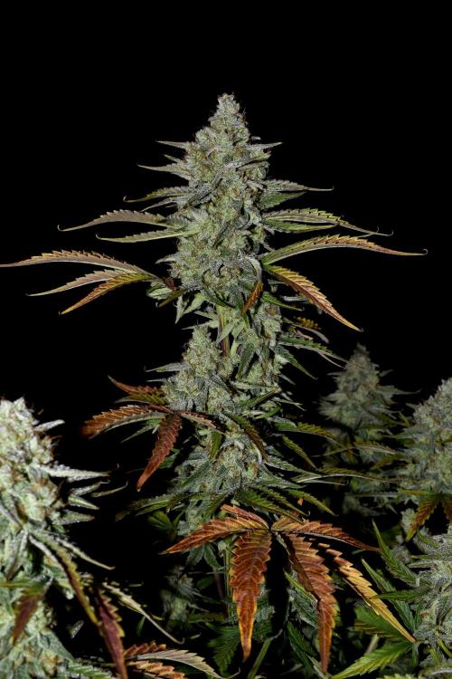 Grape Ape F1 Automatic. Week 10