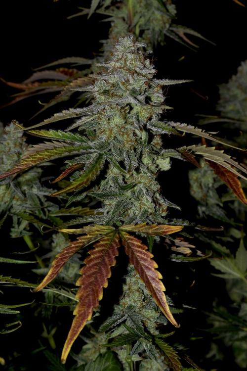 Grape Ape F1 Automatic. Week 10