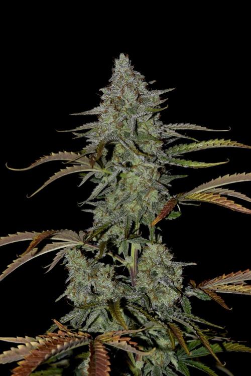 Grape Ape F1 Automatic. Week 10