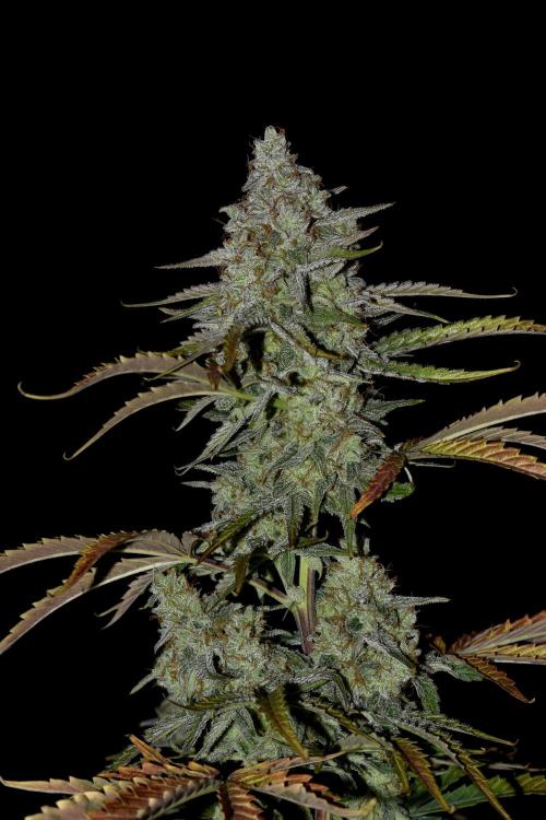 Grape Ape F1 Automatic. Week 10