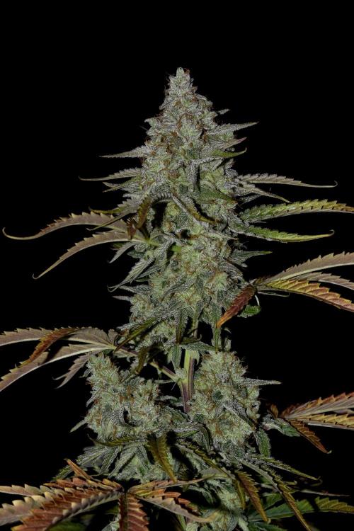 Grape Ape F1 Automatic. Week 10