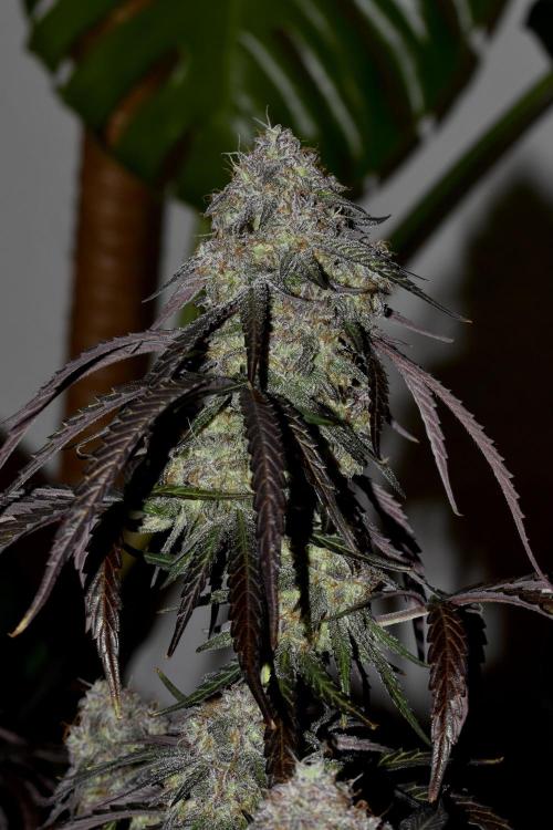 Royal Queen Seeds - Mimosa Automatic door IndiCat