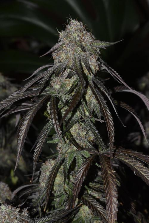 Mimosa Automatic. Week 11