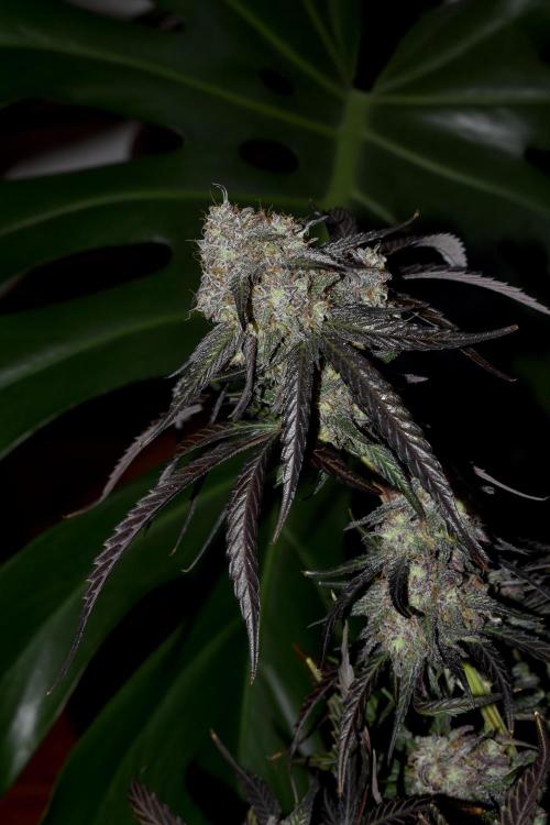 Mimosa Automatic. Week 11