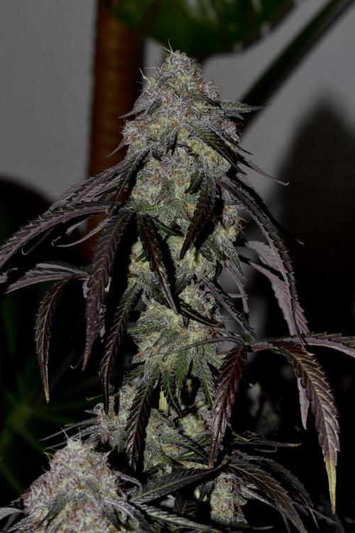 Mimosa Automatic. Week 11