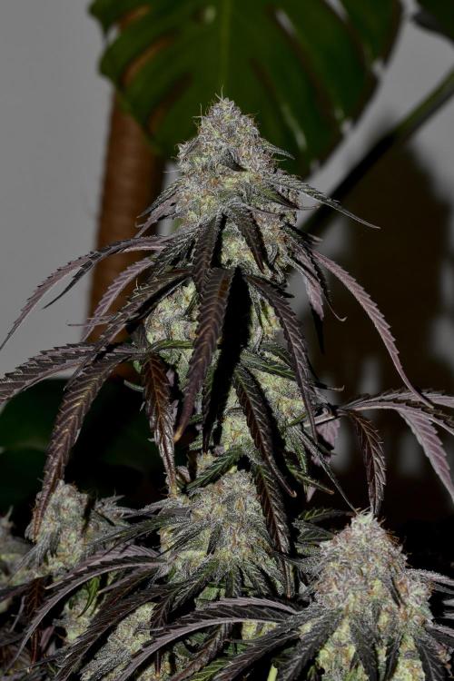 Mimosa Automatic. Week 11
