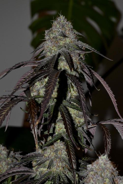 Mimosa Automatic. Week 11