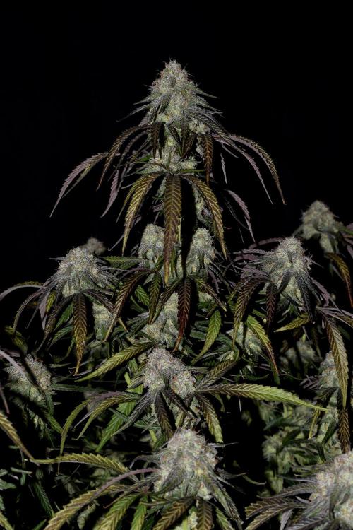 Mimosa Automatic. Week 11