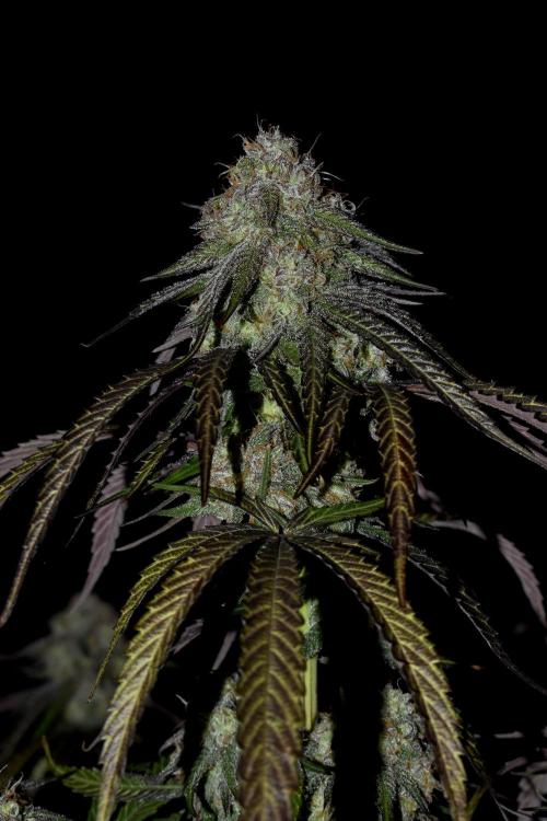 Mimosa Automatic. Week 11