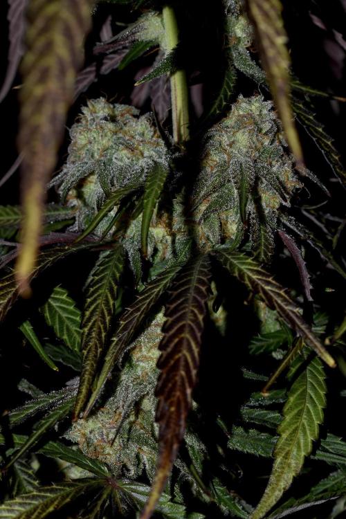 Mimosa Automatic. Week 11