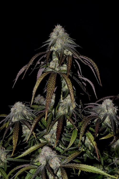 Mimosa Automatic. Week 11
