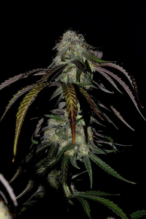Mimosa Automatic. Week 11