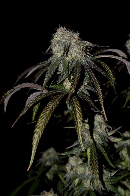 Mimosa Automatic. Week 11