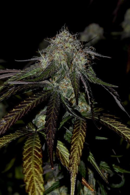 Mimosa Automatic. Week 11