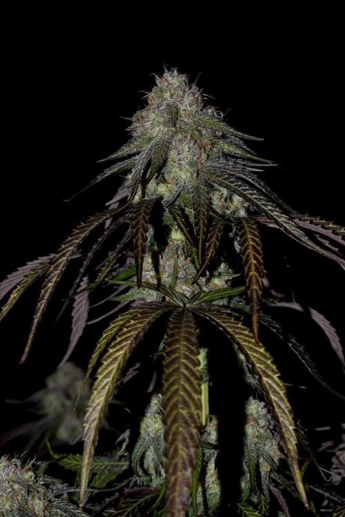Mimosa Automatic. Week 11