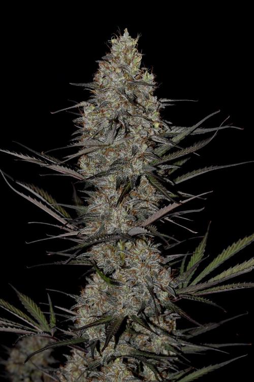 Amnesia Cookies Automatic. Week 13