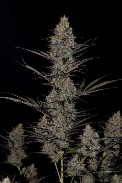 Amnesia Cookies Automatic. Week 13