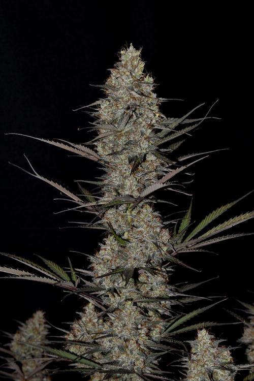 Amnesia Cookies Automatic. Week 13