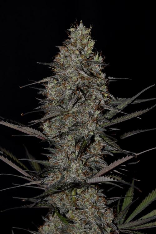 Amnesia Cookies Automatic. Week 13