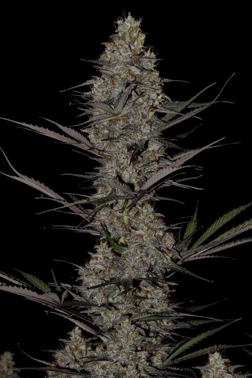Amnesia Cookies Automatic. Week 13