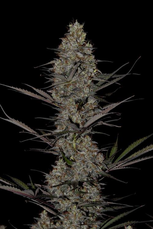 Amnesia Cookies Automatic. Week 13