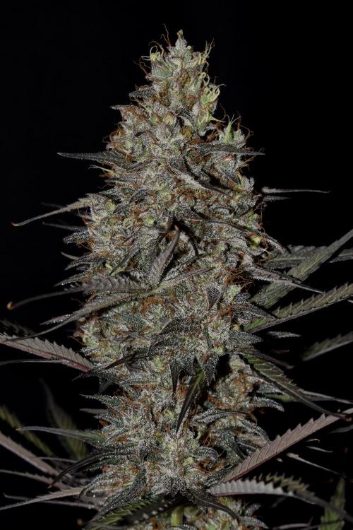 Amnesia Cookies Automatic. Week 13