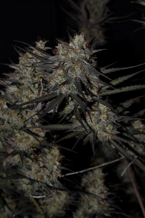 Amnesia Cookies Automatic. Week 13