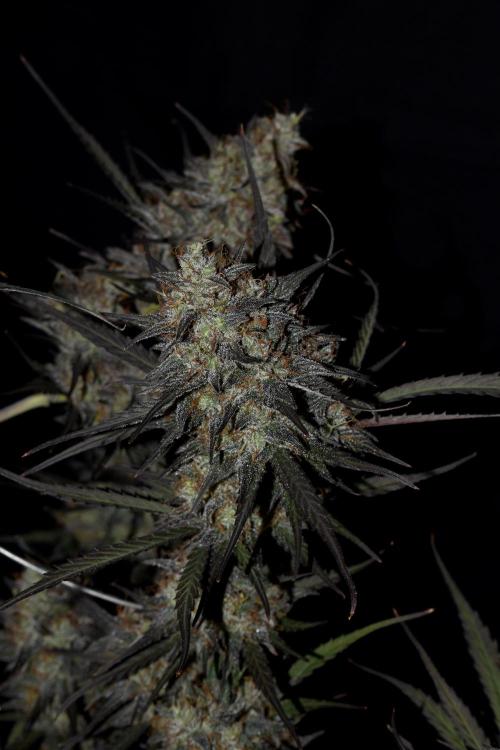 Amnesia Cookies Automatic. Week 13