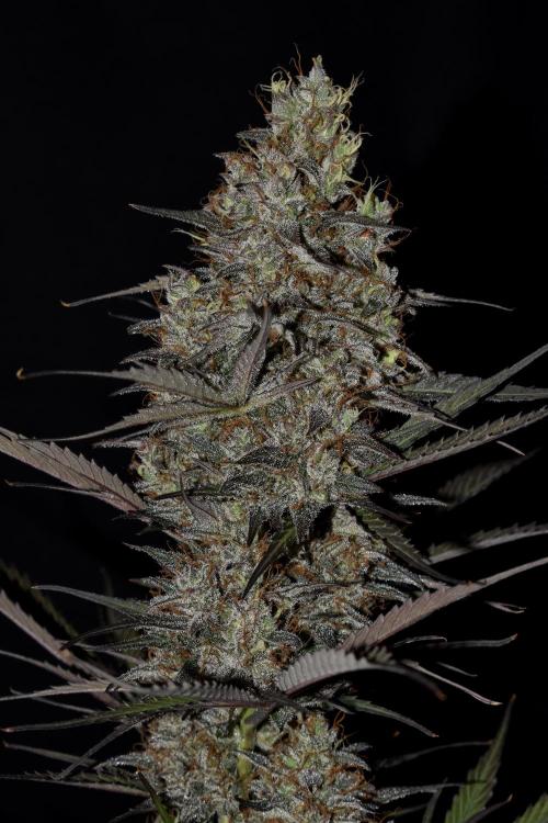Amnesia Cookies Automatic. Week 13