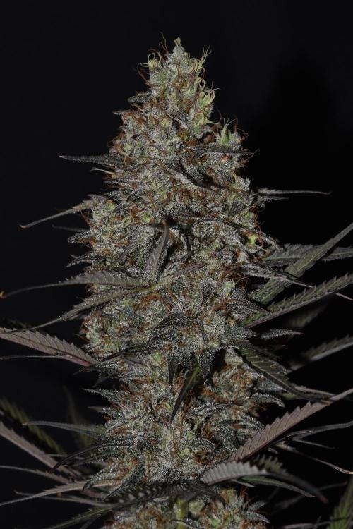 Amnesia Cookies Automatic. Week 13
