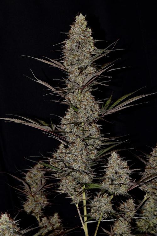 Amnesia Cookies Automatic. Week 13