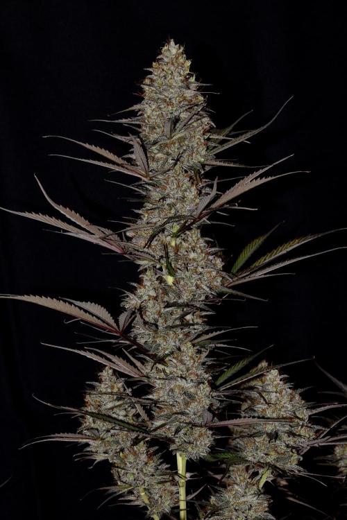 Amnesia Cookies Automatic. Week 13