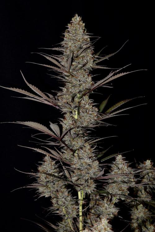 Amnesia Cookies Automatic. Week 13